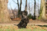 SCOTTISH TERRIER 023